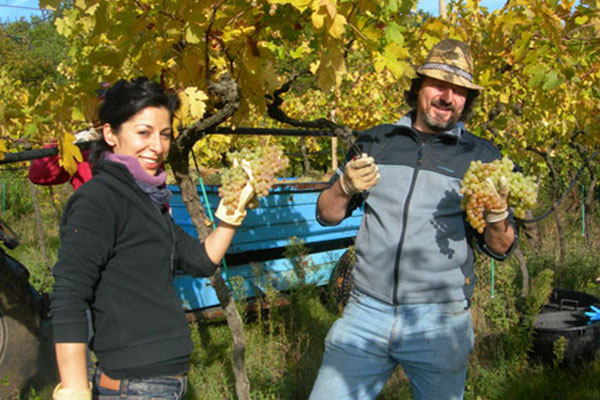Winzer Balestri Valda aus Venetien | Die Weinlese