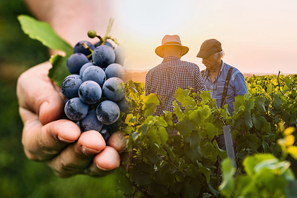 Winzer Cantine Neri aus Umbrien | Unsere Trauben