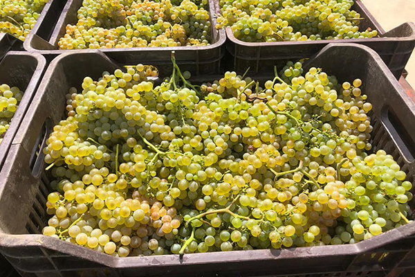 Winzer Carbone aus Basilicata | Unsere Trauben