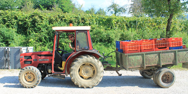 Winzer D'Orsaria aus Friaul | Die Weinlese