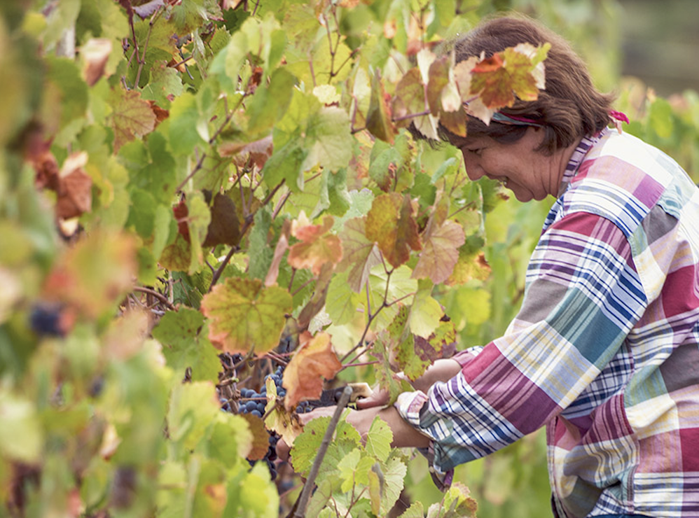 Winzer Weingut Fradiles aus Sardinien | Die Weinlese