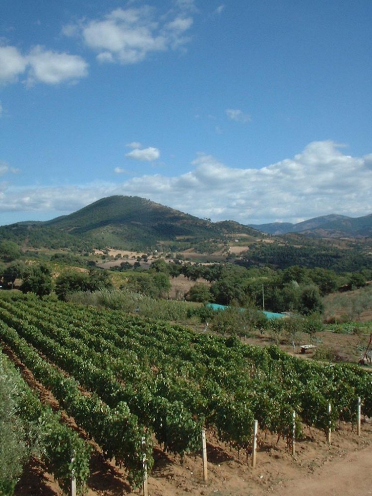 Winzer Weingut Fradiles aus Sardinien | Der Weinberg