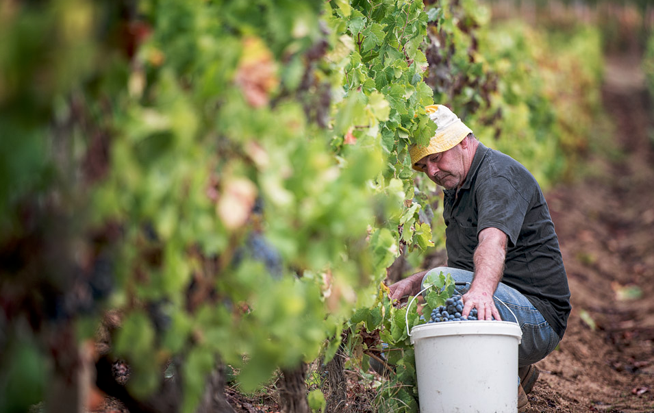 Winzer Weingut Fradiles aus Sardinien | Die Weinlese