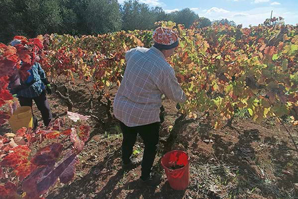Winzer Guiseppe Attanasio aus Apulien | Die Weinlese