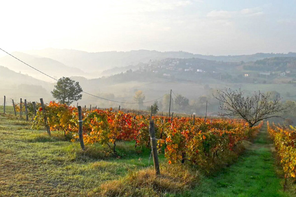 Winzer Luigi Boveri aus Piermont | Unsere Weinberge