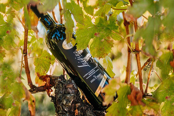 Winzer Luigi Giusti aus Marken | Unsere Weinreben