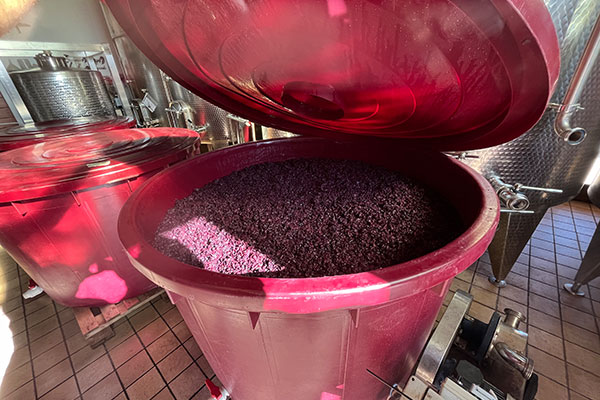 Winzer Marco Mosconi aus Venetien | Die Weinproduktion