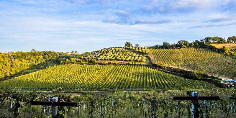 Winzer Pesolillo aus den Abruzzen | Der Weinberg