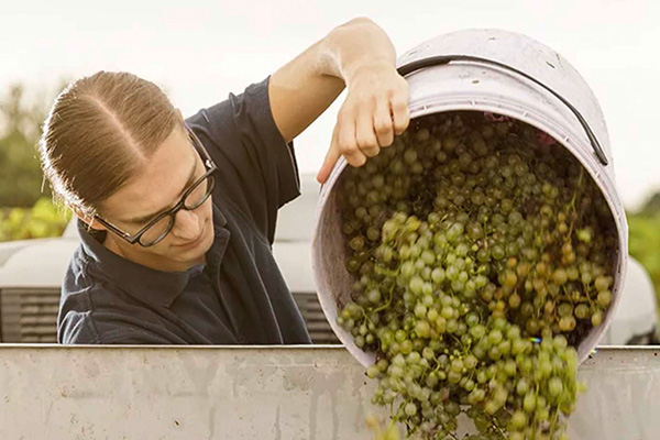 Winzer Rive della Chiesa aus Venetien | Die Weinlese