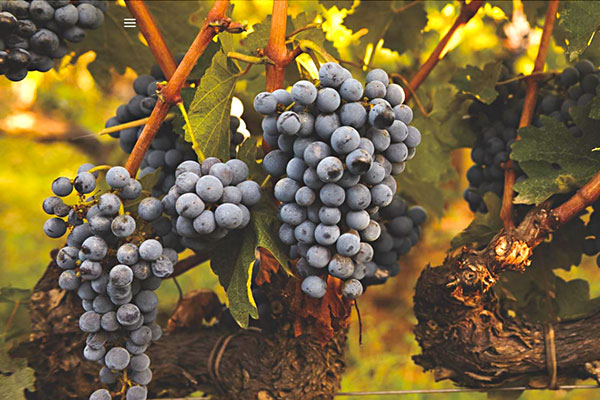 Winzer Sapaio aus der Toskana | Unsere Weinreben