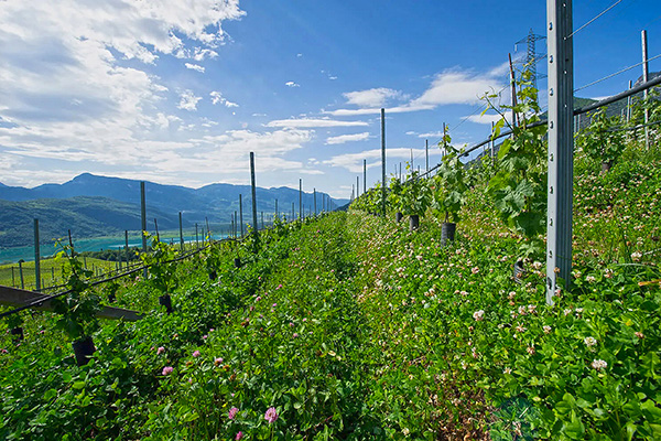 Winzer Weingut Niklas aus Südtirol | Unsere Weinberge